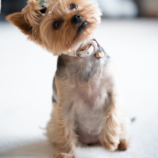 yorkie parti yorkie